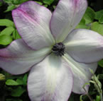 Clematis